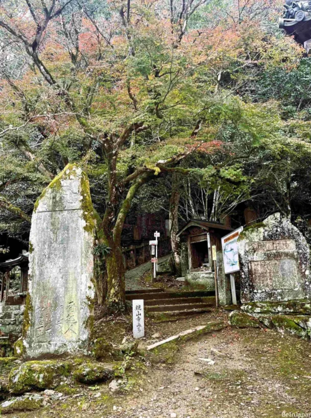 今天終於可以正式進入燒山寺之旅了