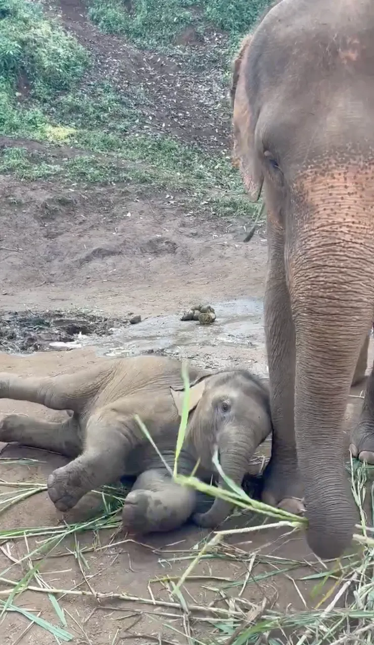 小象在地上踢腳超可愛