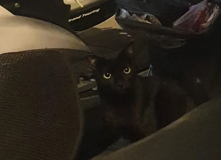 他是喵喵,黃綠色的眼睛~是一隻我疼了四年多的浪浪!