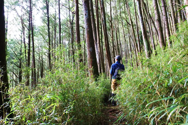 這邊的箭竹林與衫木林相互映襯，搭配的很美