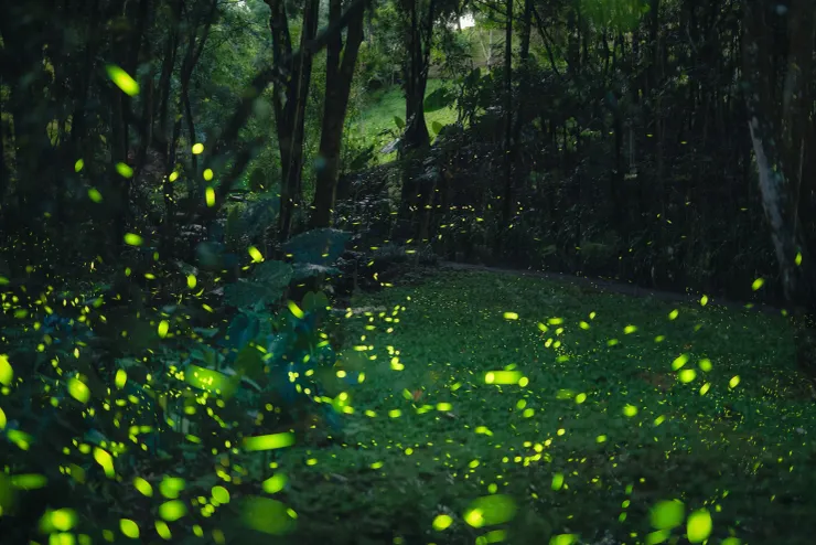薰衣草森林是中部地區著名賞螢熱點，春季螢光點點，吸引眾多旅人慕名而來。