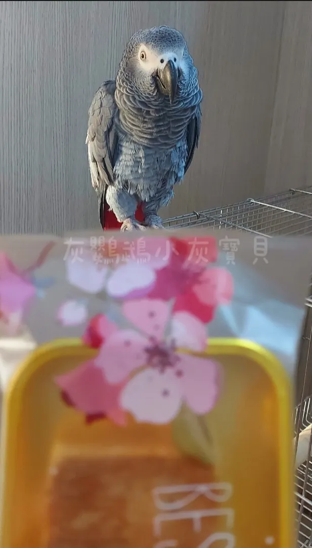 圖片來源:灰鸚鵡小灰寶貝《【鳳梨酥DIY】手工製作鳳梅酥》https://www.potatomedia.co/s/82Rrqqr