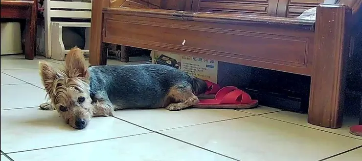 透過家庭攝影機拍攝到的畫面,瞧那肥美肚子