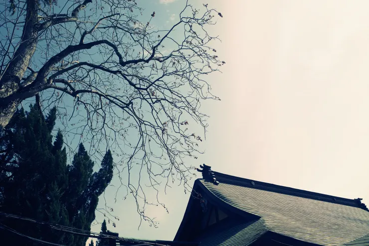 樹枝+天空又來了