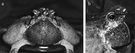 蚊子在青蛙鼻孔附近吸血，蚊子的體長約2mm。(拍攝：Alexander T. Baugh (a) 和 Ximena E. Bernal (b))