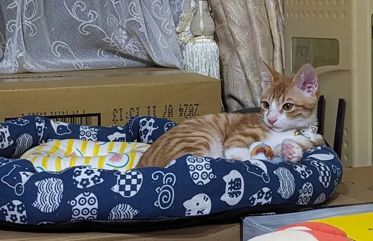 晒貓一下，恢復心情~