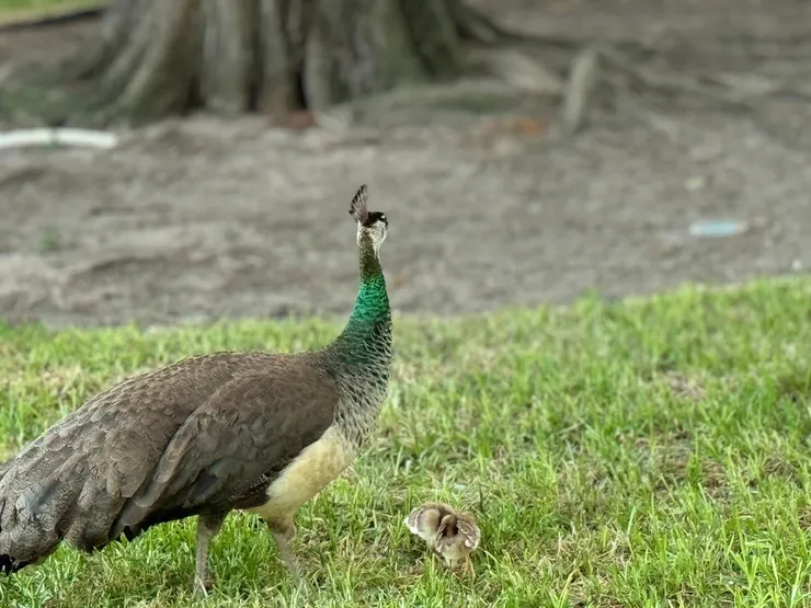 孔雀媽媽和小孔雀