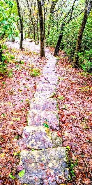 粉紅夢煥的步道（圖片截圖於網路）