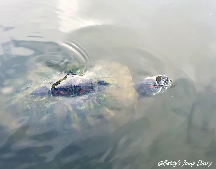 ▲大有梯田生態公園/圖片來源：Betty's Jump Diary