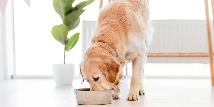 寵物保健食品怎麼選？揭秘寵物保健食品挑選指南與營養吸收關鍵！