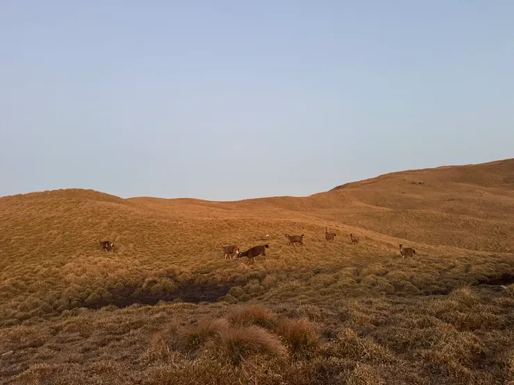 沐浴在晨曦中的神獸