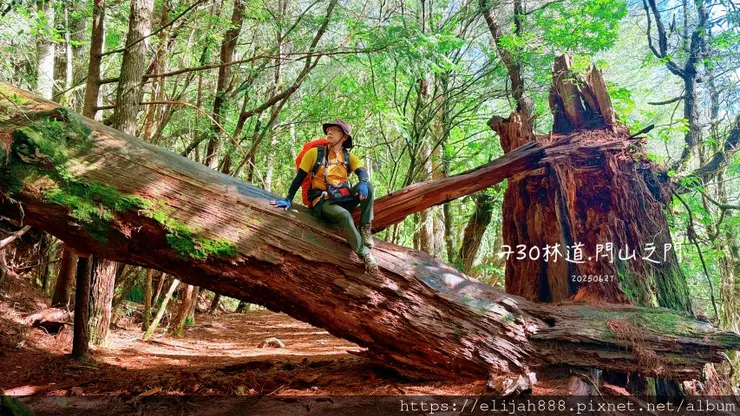 【閂山鈴鳴。兩日走50公里百岳行】王小明民宿/730林道/ 