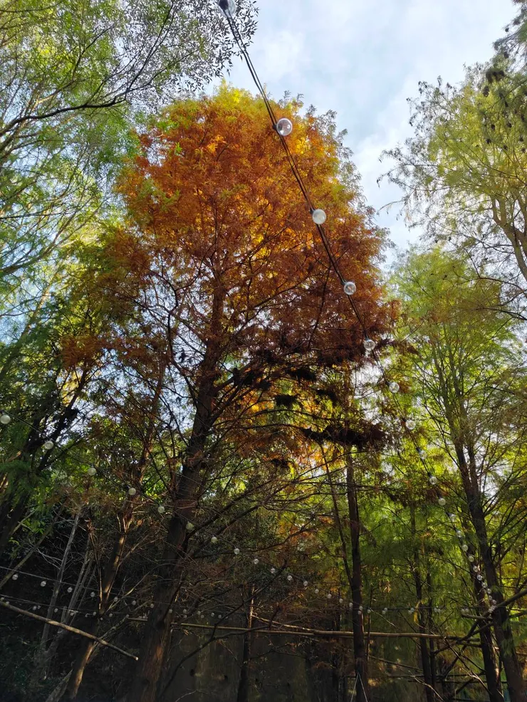 我猜樹上的架子是為了掛燈飾 ?