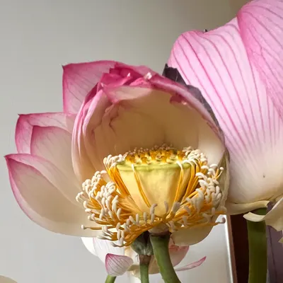 Christine Lee 的藝術沙龍