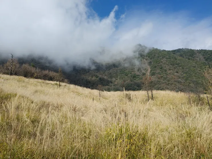 火燒地樣貌，芒草比人和樹苗高