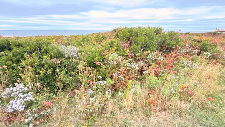 適應地形和氣候的野草花