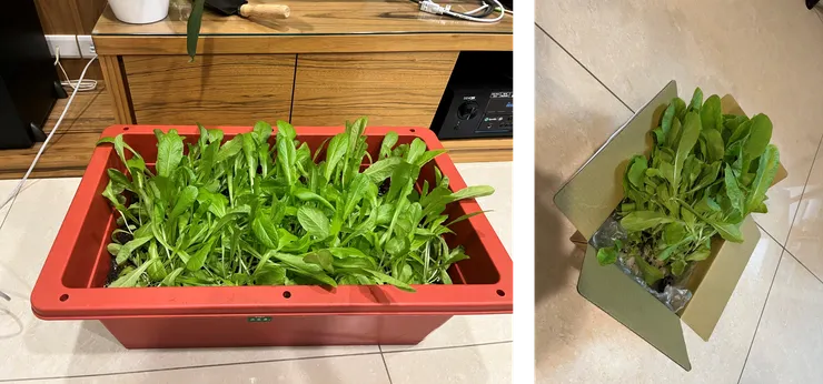 有點營養不良的A菜