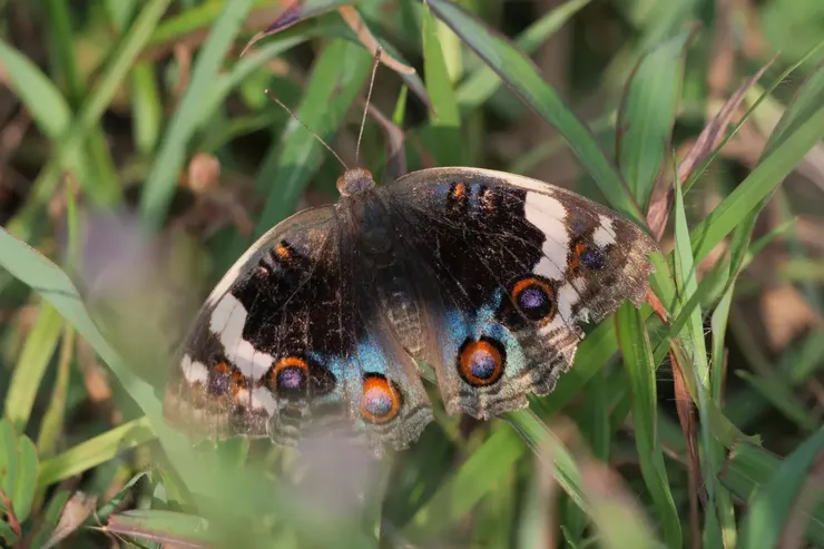 另一隻年紀比較老的女性，外貌比較殘缺