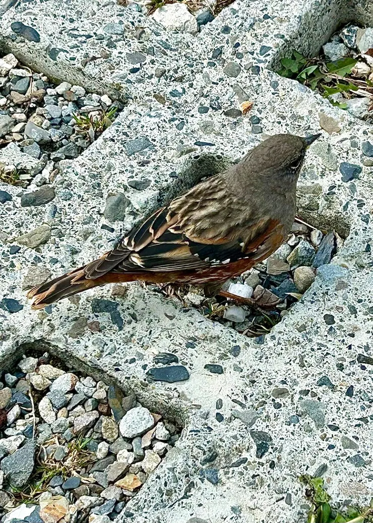 圖02 遊覽車剛抵達停車場，大家就在車上看到岩鷚了