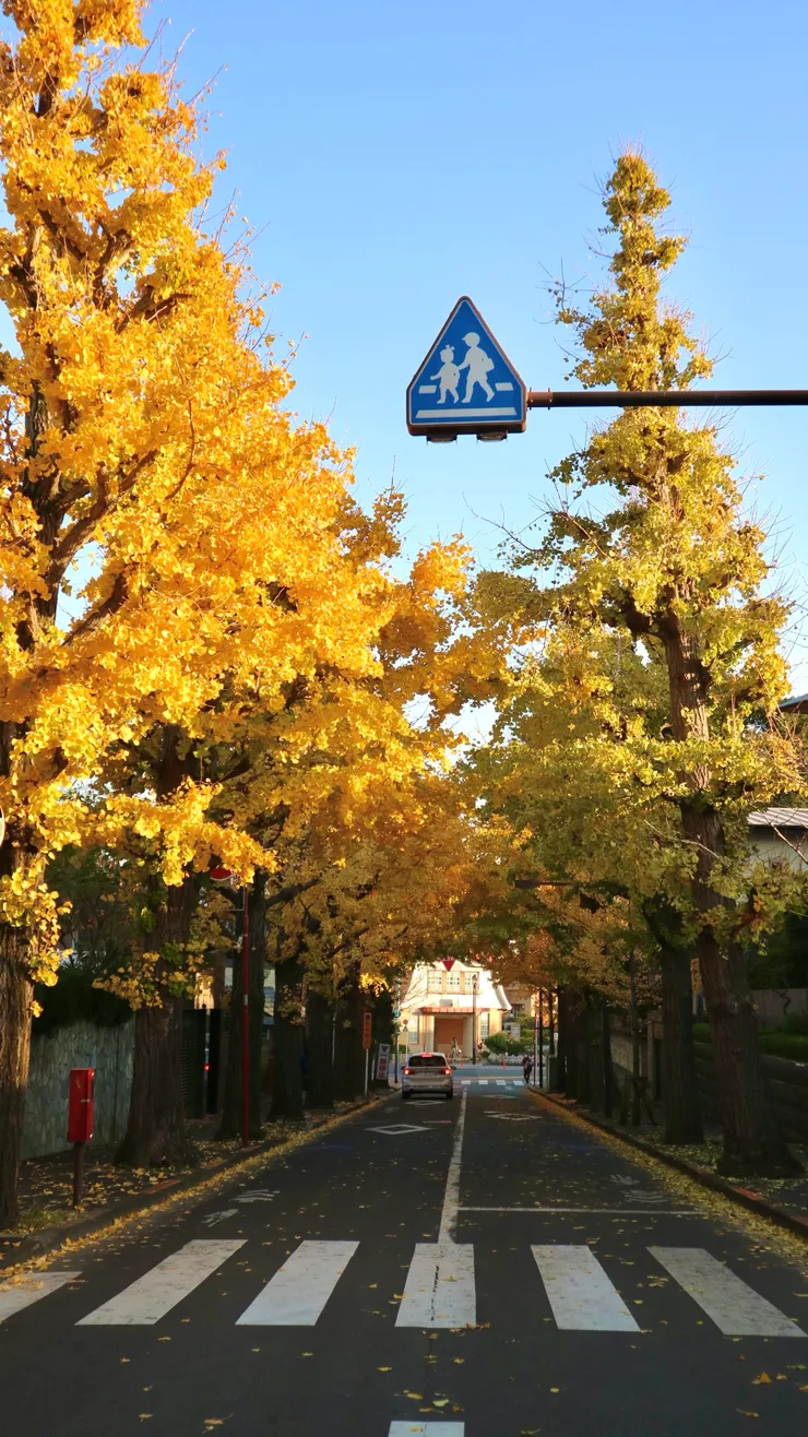 這張是三條路中其中一條比較沒那麼茂盛的,跟上圖比起來明顯可以看到比較稀疏。