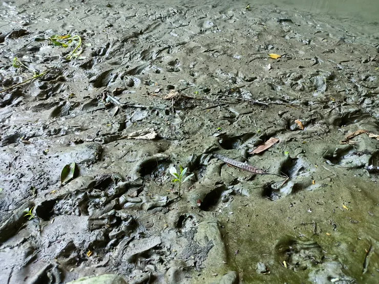 野生動物的足跡