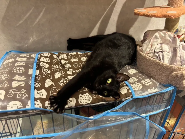 2025/10/11 我姐給我看的領養動物