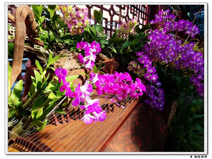 【2022秋季蘭花暨盆花展】