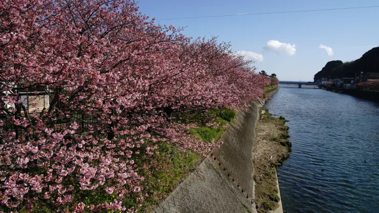 日本賞櫻祕境：河津櫻花隧道之旅之2025年3月10日河津站賞櫻