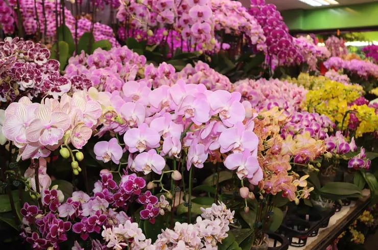 台灣蘭花產品獲得零關稅待遇,能降低產業營運成本與市場風險,還能強化台灣蘭花在美國市場的競爭優勢。圖/台灣蘭花產銷發展協會提供