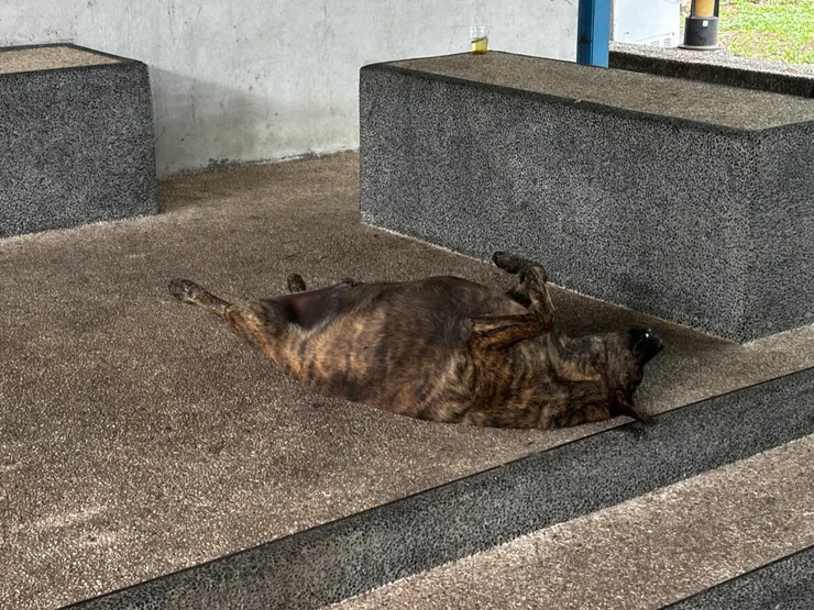 旁邊繞一圈有睡到併軌的狗狗😅 （是吃海鮮所以營養過剩嗎🤣