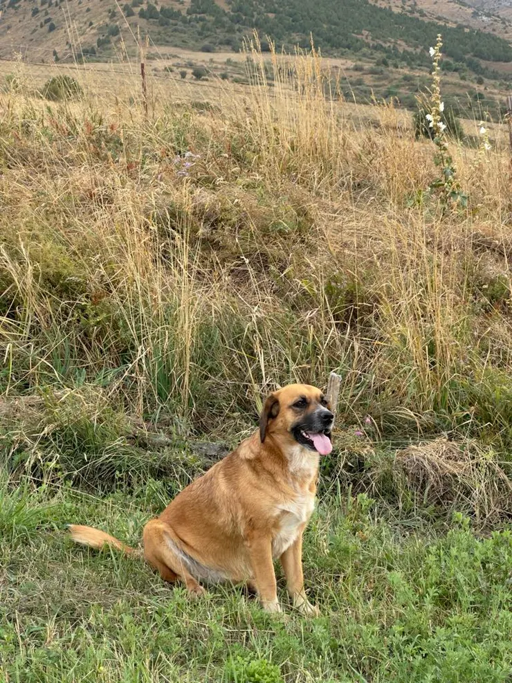 帶我們探險的民宿狗狗