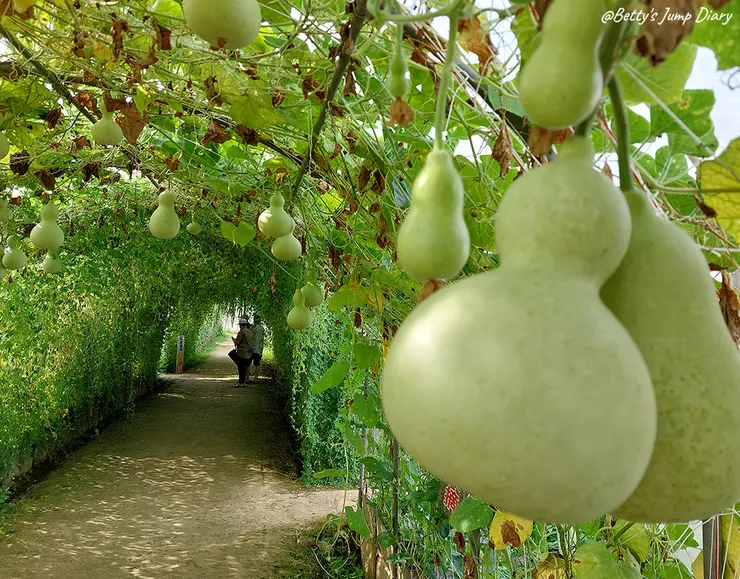 ▲2024桃園蓮花季/圖片來源:Betty's Jump Diary