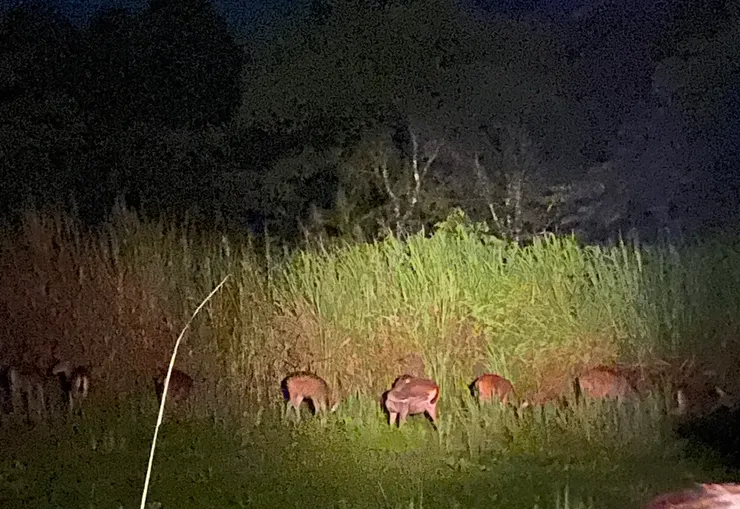 很多的肥美的水鹿
