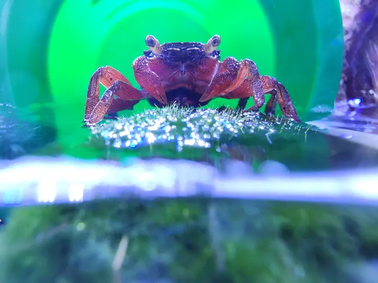 幻影彩虹惡魔蟹