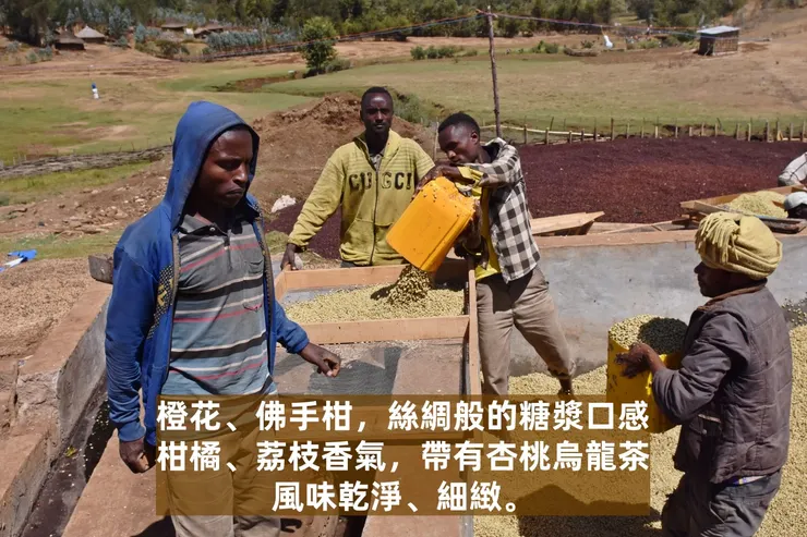 衣索比亞 谷吉 烏拉嘎鎮 多莓村 