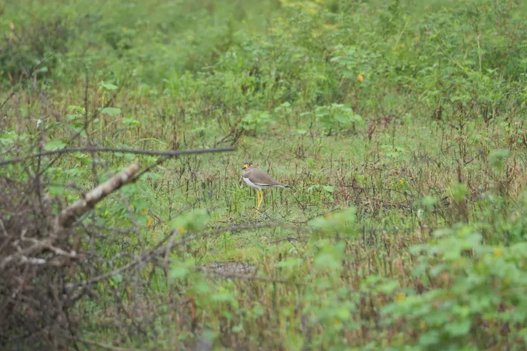 Yellow-wattled Lapwing
