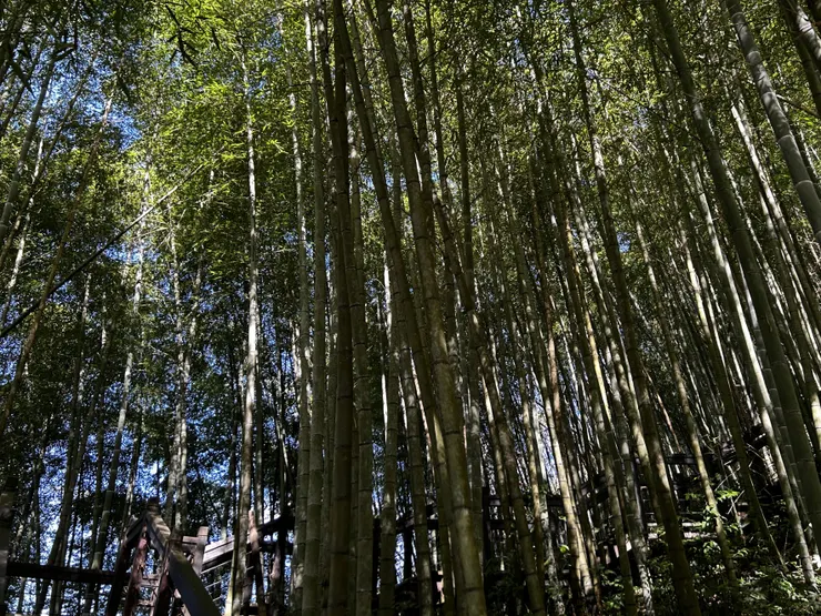 霞之步道前段竹林