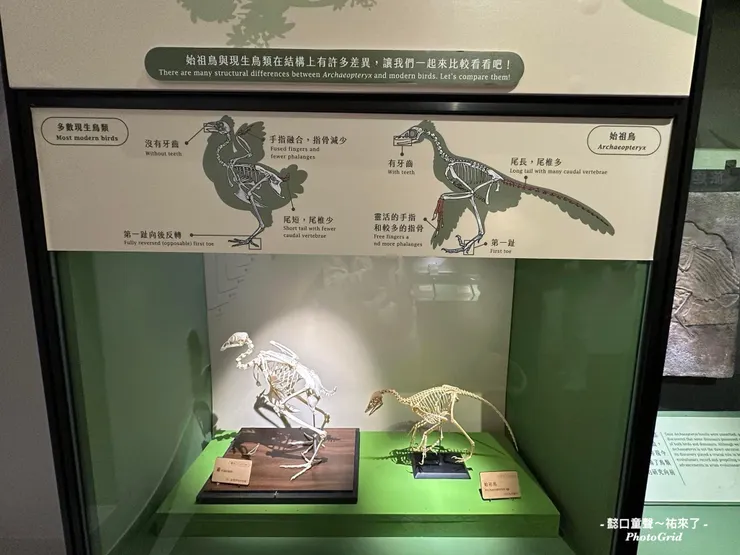 五歲孩子可以觀察出始祖鳥與現在鳥類的差異性喔。