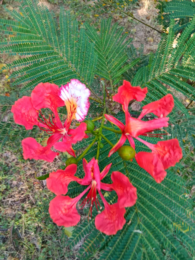 都會公園鳳凰木花