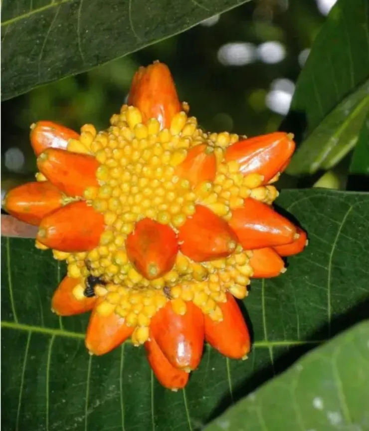 金光果Prainea limpato