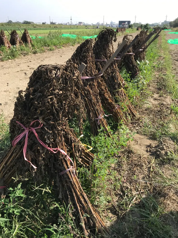 三角錐狀立曬的成束芝麻