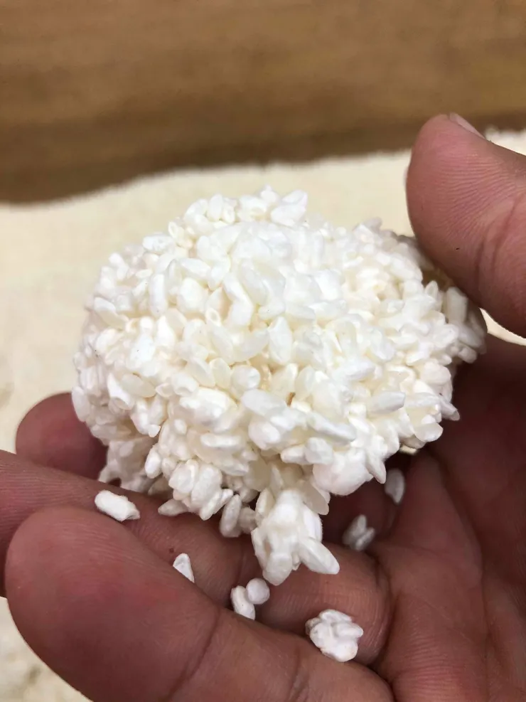 發酵完成的糀 (米麴)