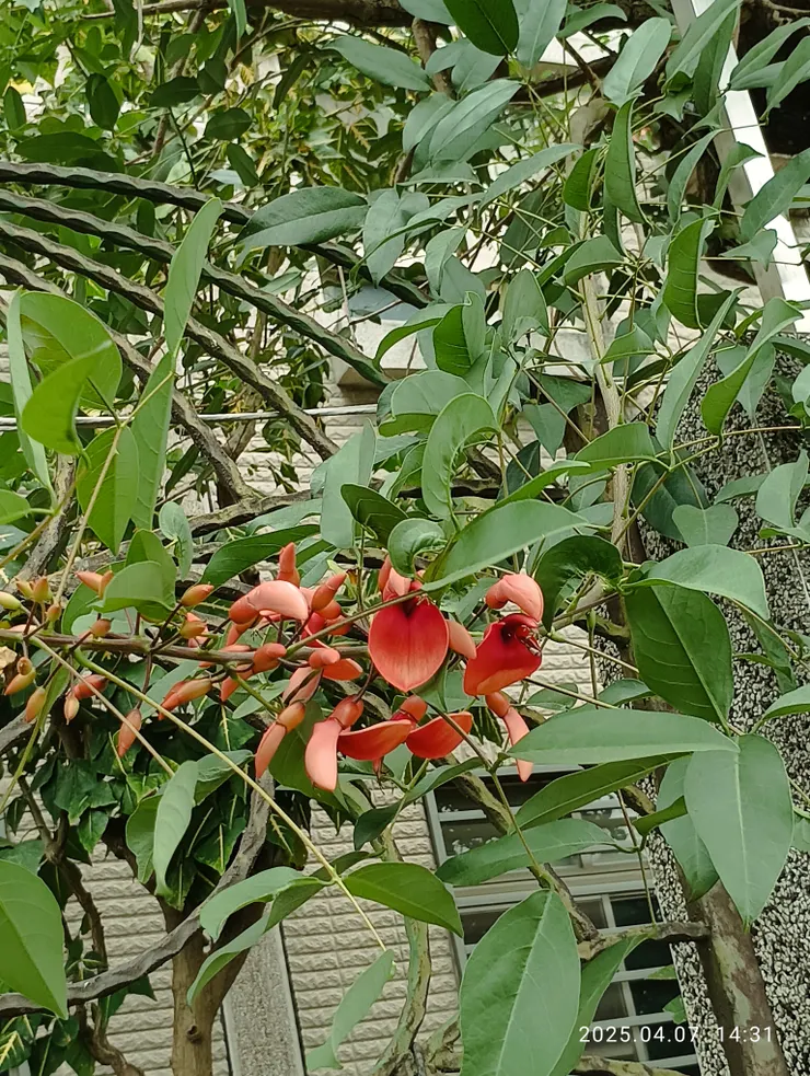 曾，常~也見，唯此回可如此親近