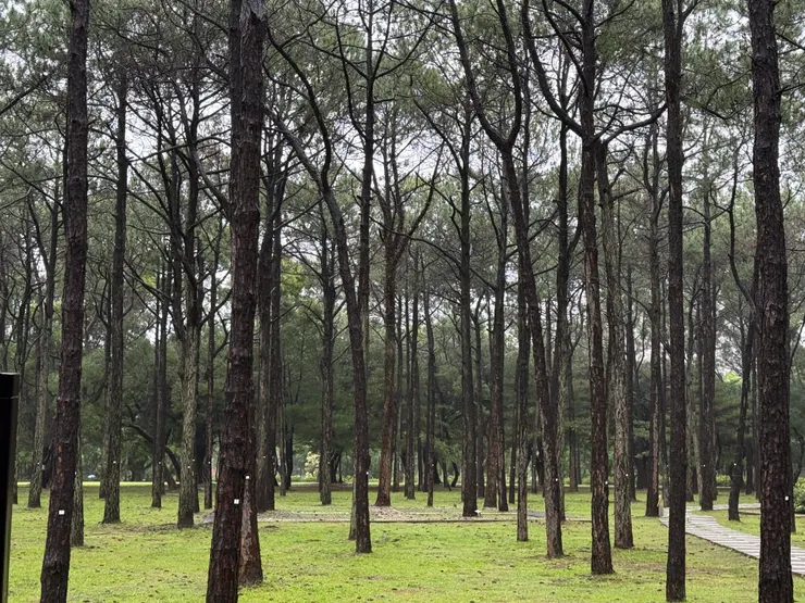 2026/04/30 缺牙哥從這片樹林中出現，因為我們的辦公室隔著這片樹林