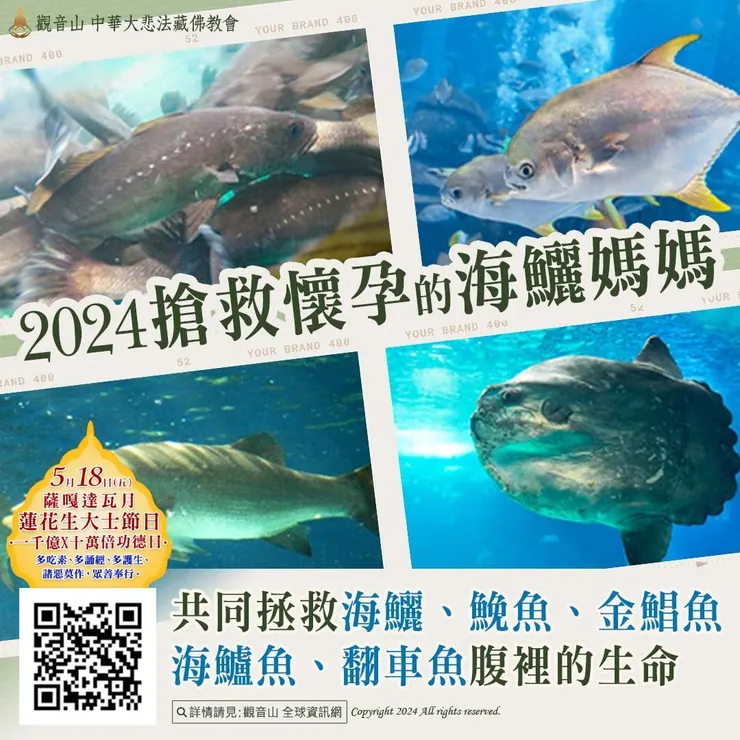 薩嘎達瓦月──搶救懷孕的海鱺媽媽‧愛護海洋保育放流活動