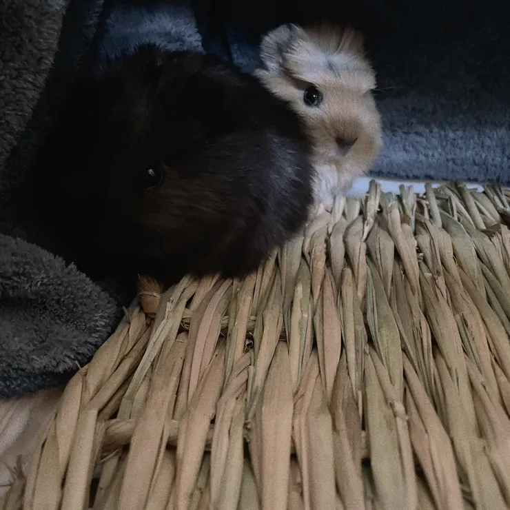 麥麥和脆脆的第一張合照