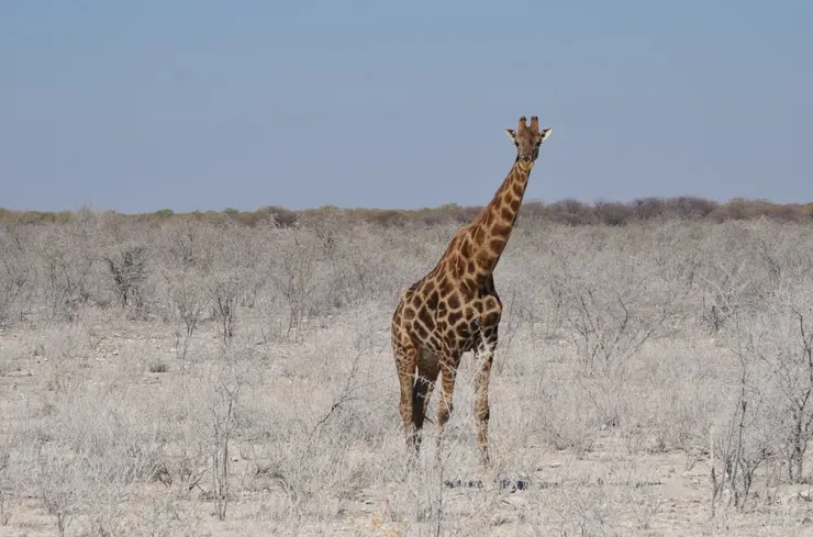 長頸鹿身段好美