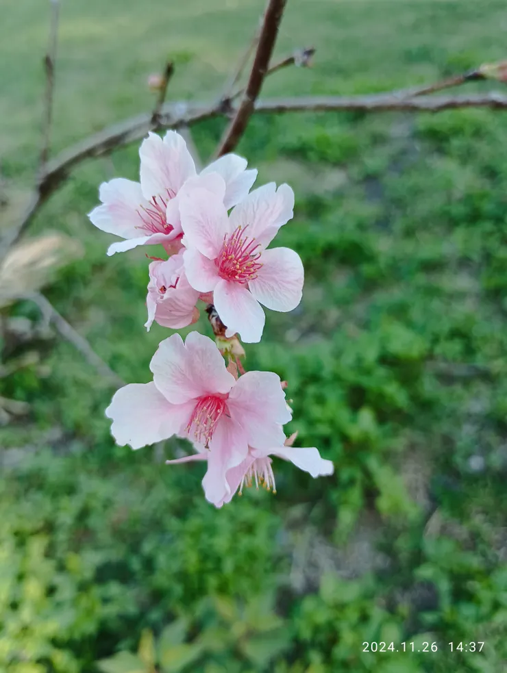 桃花開了，攝於德文山地