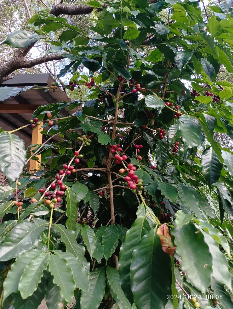 德文的咖啡豆樹