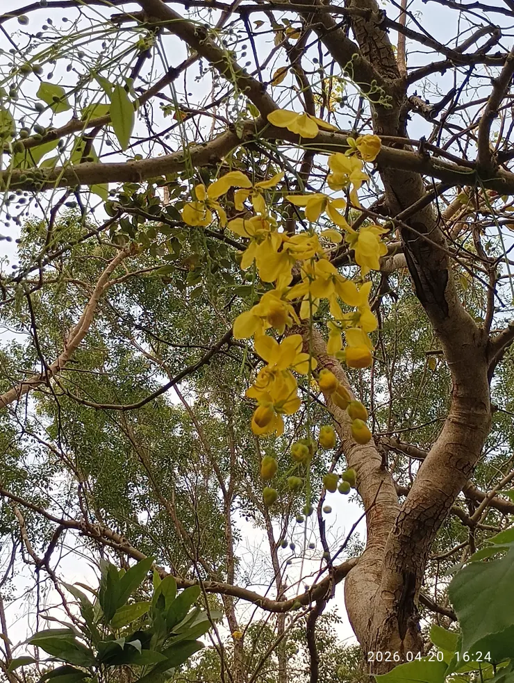 幾年翠屏花下淚（阿勃勒）